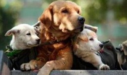 狗卷最新爆料,娱乐圈幕后真相大曝光！