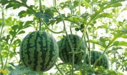 洛阳吃瓜网最新事件爆料,惊曝某明星洛阳行惊人内幕！