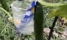 濮阳吃瓜最新事件爆料是真的吗