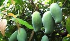 南宁芒果树爆料案件最新,揭秘背后惊人真相