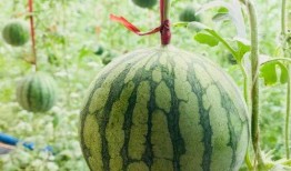 濮阳吃瓜最新事件爆料是真的吗