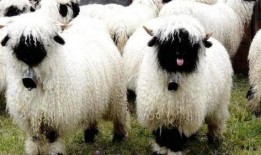 小羊最新爆料网站下载安装,下载安装全攻略