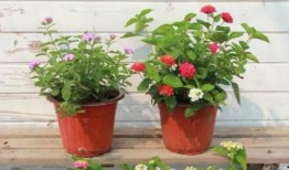 惠州牛仔爆料事件视频最新,真相与争议交织